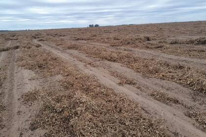 "Con el viento se desacomodaron las hileras y parte del cultivo quedó amontonado en los alambrados", dijo Luciano Gastaldi
