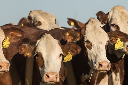Con esta decisión, el Gobierno avanza en la digitalización total de los registros de faena bovina