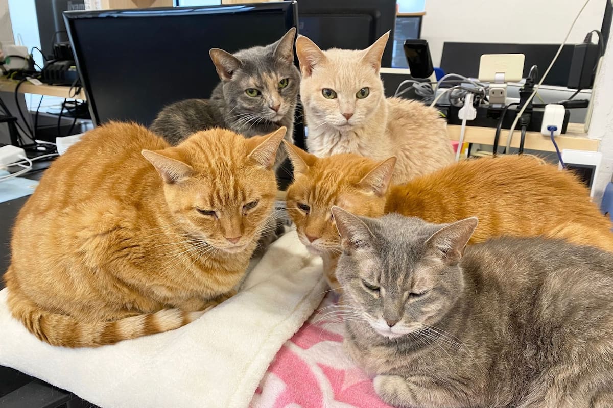 Con esta técnica no solo se benefició el estado anímico de los trabajadores, sino que las ganancias de la compañía aumentaron (imagen ilustrativa)