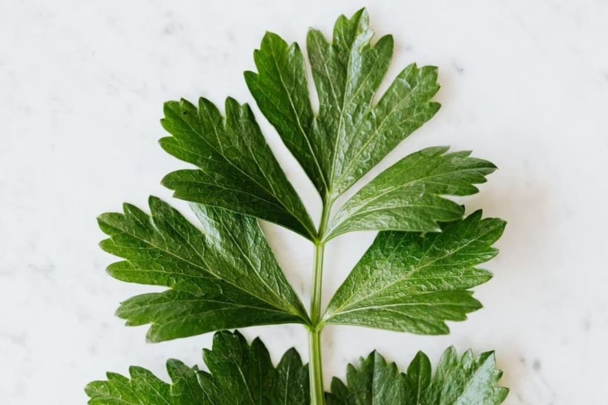 Con estas hierbas, te olvidarás de todo tipo de incovenientes físicos