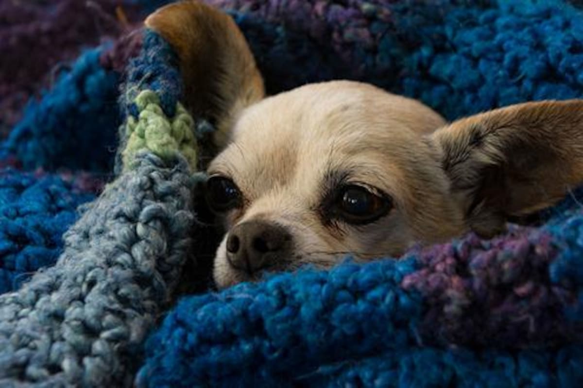 Con estas recomendaciones evitarás complicaciones de salud en tu perro