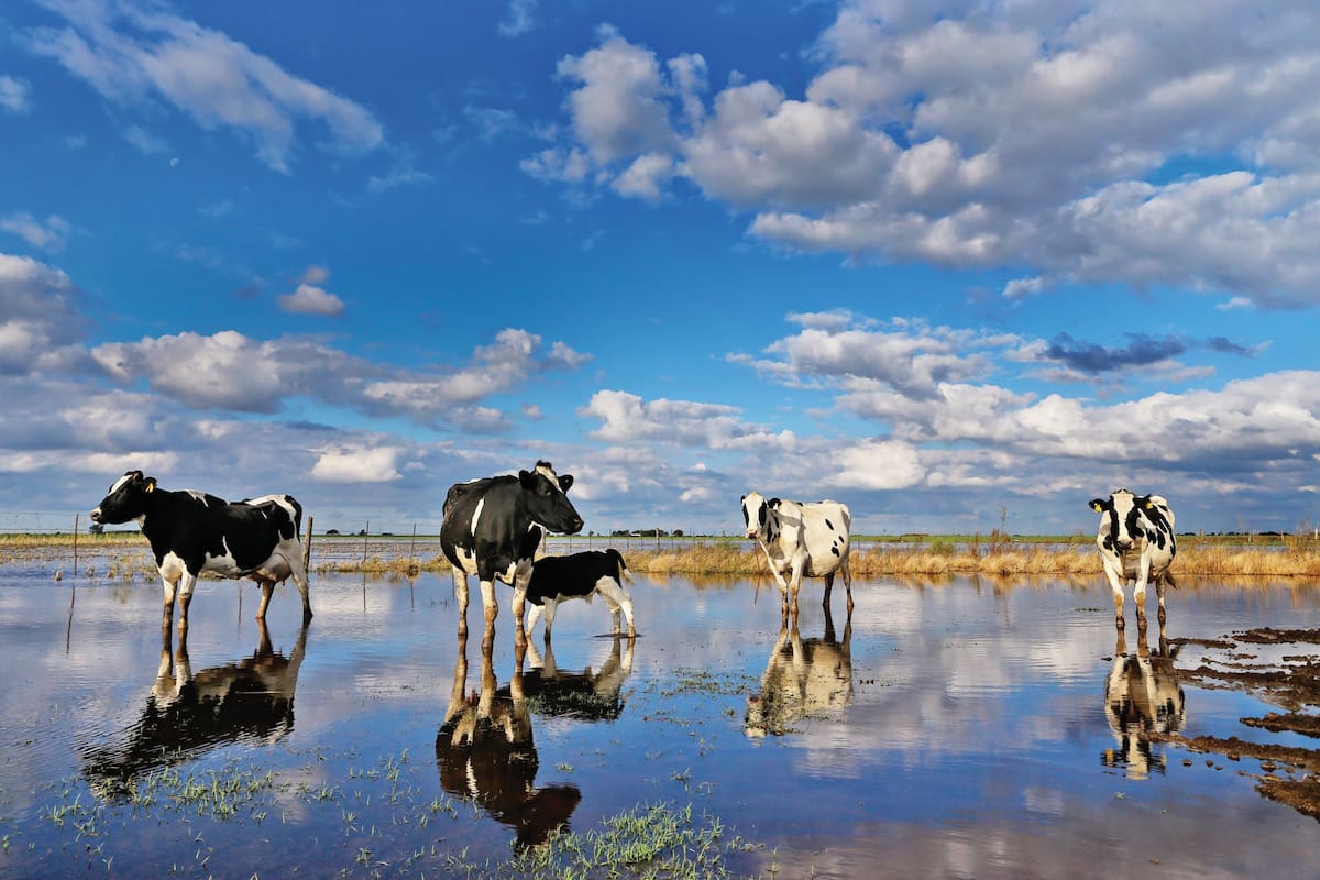 Con fenómenos cada vez más extremos, los efectos del cambio climático en la Argentina ya impactan directamente en la economía y la política: este año, la sequía dejará US$6000 millones en pérdidas y el campo se prepara para lidiar con una nueva realidad
