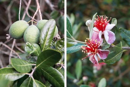 Con flores de estambres rojos y frutos aromáticos, la guayaba demuestra que un árbol nativo puede ser tan bello como útil