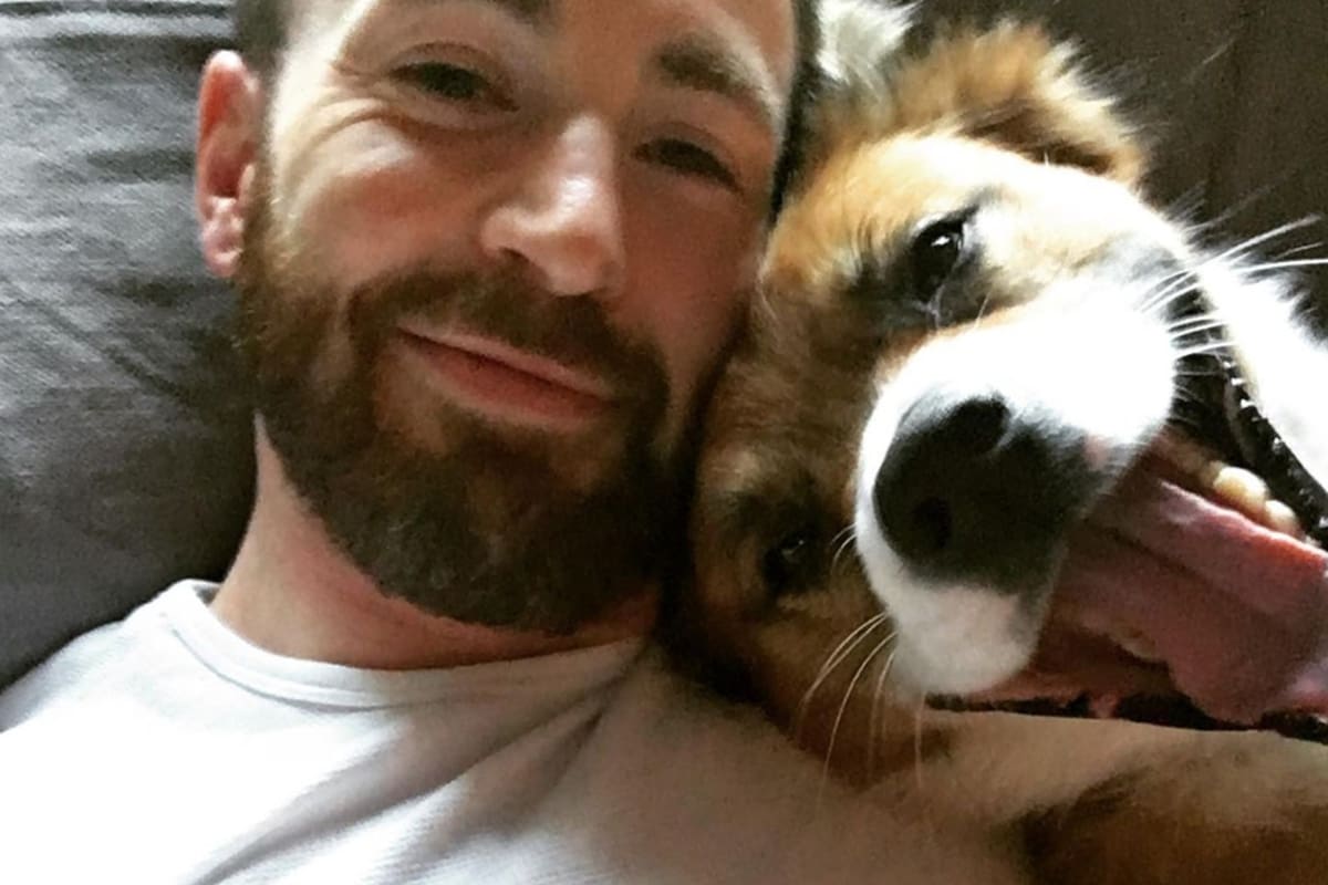 Con frecuencia, Chris Evans comparte en sus redes sociales fotos con su perro Dodger