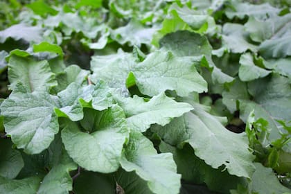 Con hojas enormes, raíces potentes y un pasado sanador, la consuelda es la heroína silenciosa del otoño en el jardín