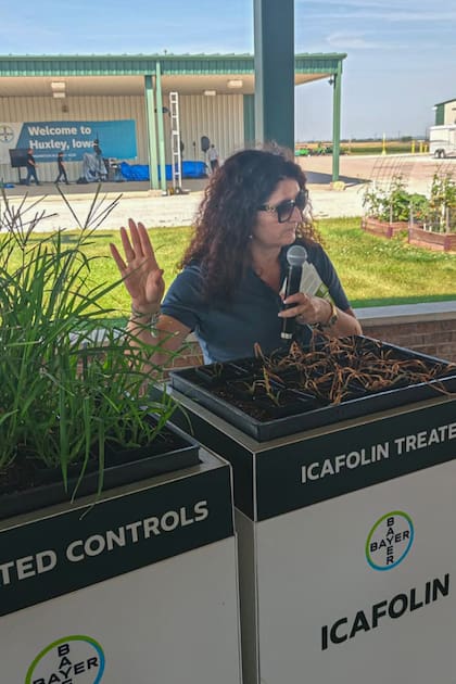 Con Icafolin el control de Eleusine indica fue total, según se ve en esta foto: a la izquierda, con la maleza a pleno, a la derecha ya controlada y eliminada