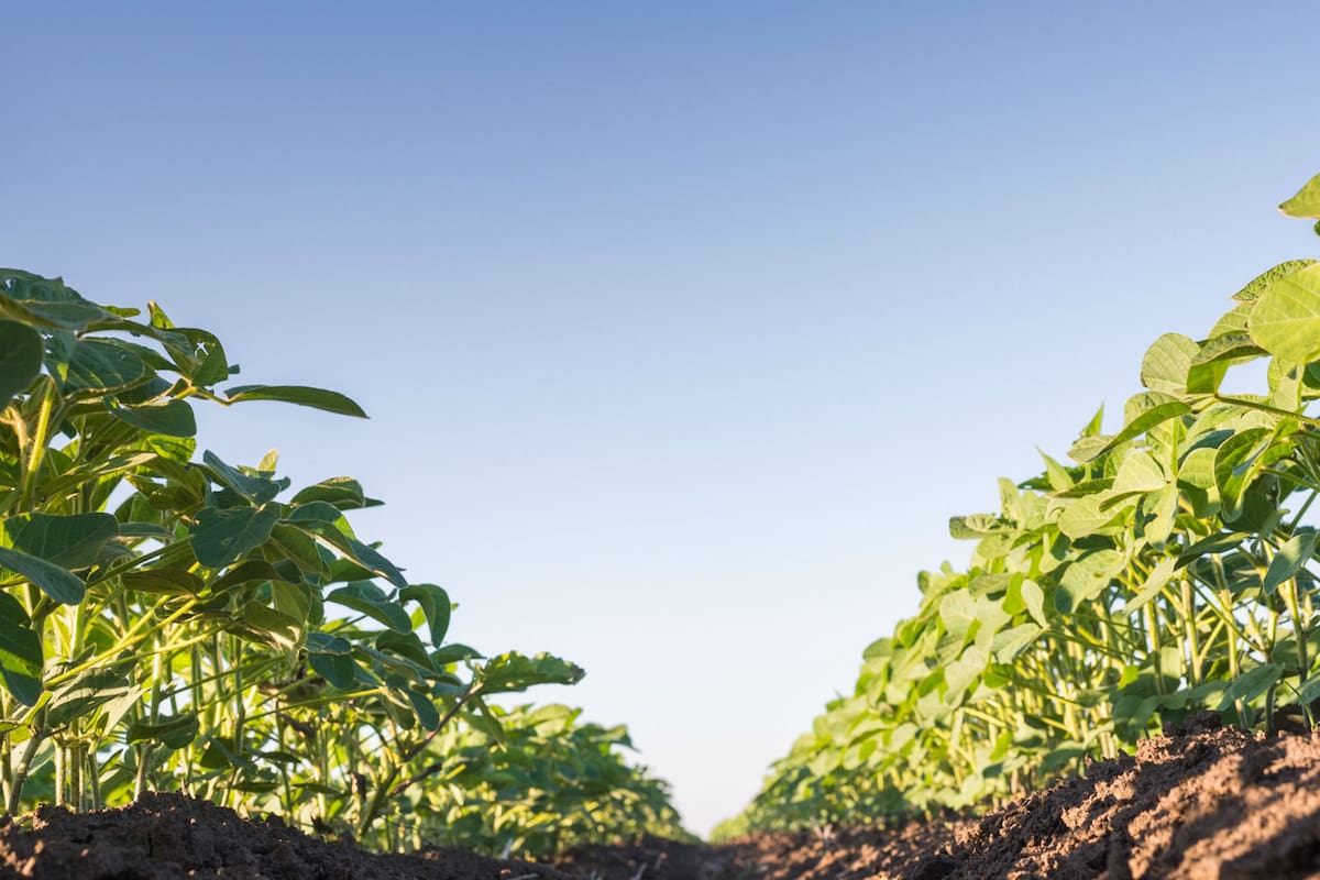 Con la app el productor obtiene imágenes del índice verde en forma instantánea