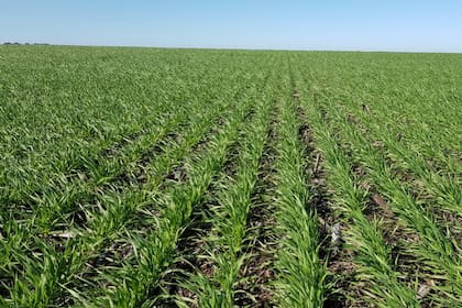 Con la baja disponibilidad de fungicidas se pone en riesgo el manejo técnico para reducir la probabilidad de generar resistencia de enfermedades y entre un 5% a un 25% de la producción de trigo y cebada