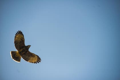 Con la calma y el poco movimiento en la Ciudad, aparecieron los gavilanes mixtos y los halcones peregrinos.