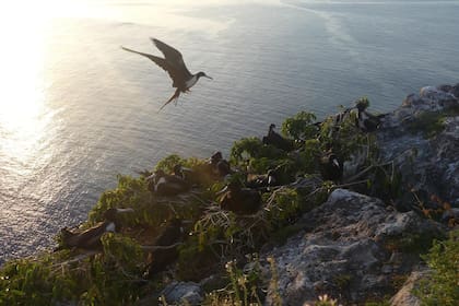 Con la eliminación de los depredadores, las aves endémicas no tardaron en regresar a anidar en la isla