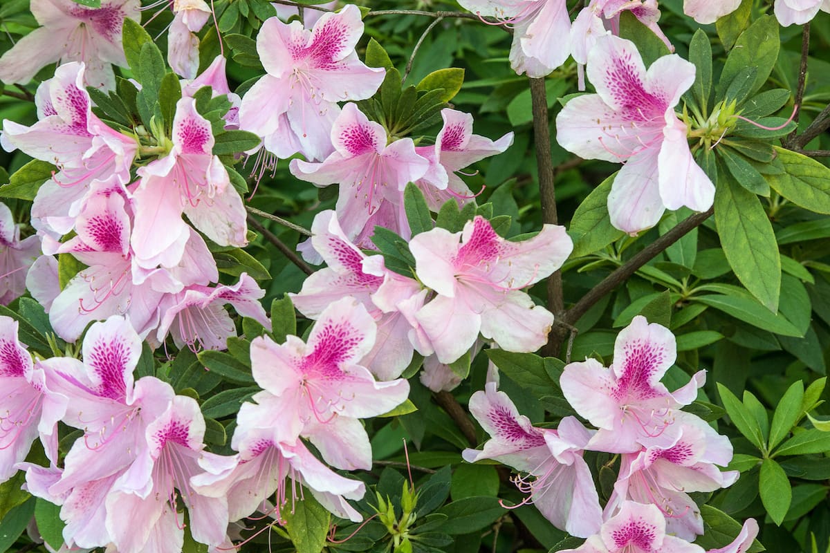Con la llegada de la primavera comienza la etapa de crecimiento activo y es recomendable fertilizar las azaleas