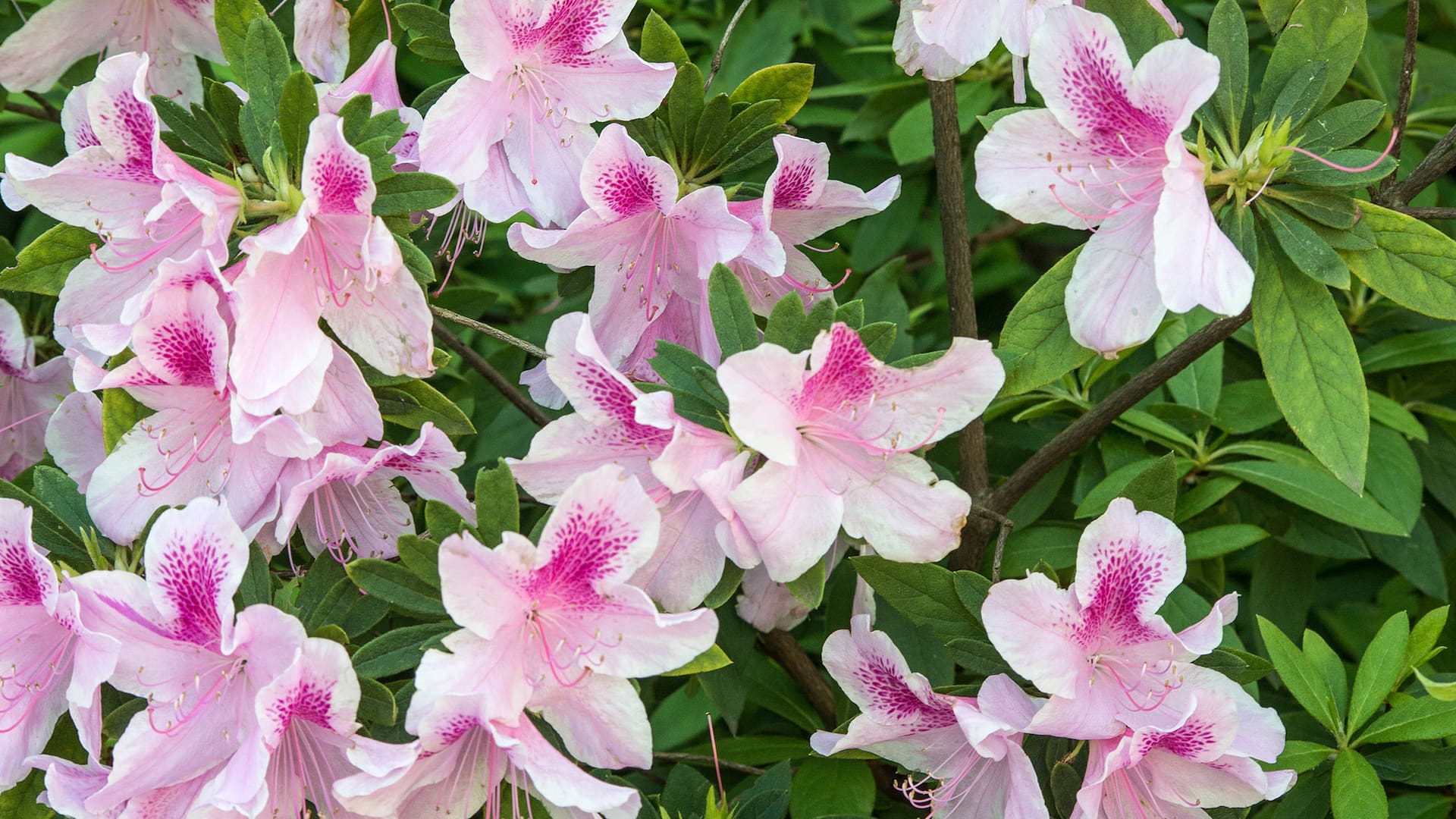 Con la llegada de la primavera comienza la etapa de crecimiento activo y es recomendable fertilizar las azaleas