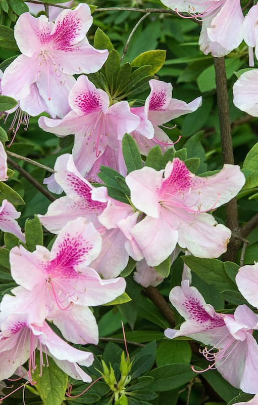 Con la llegada de la primavera comienza la etapa de crecimiento activo y es recomendable fertilizar las azaleas