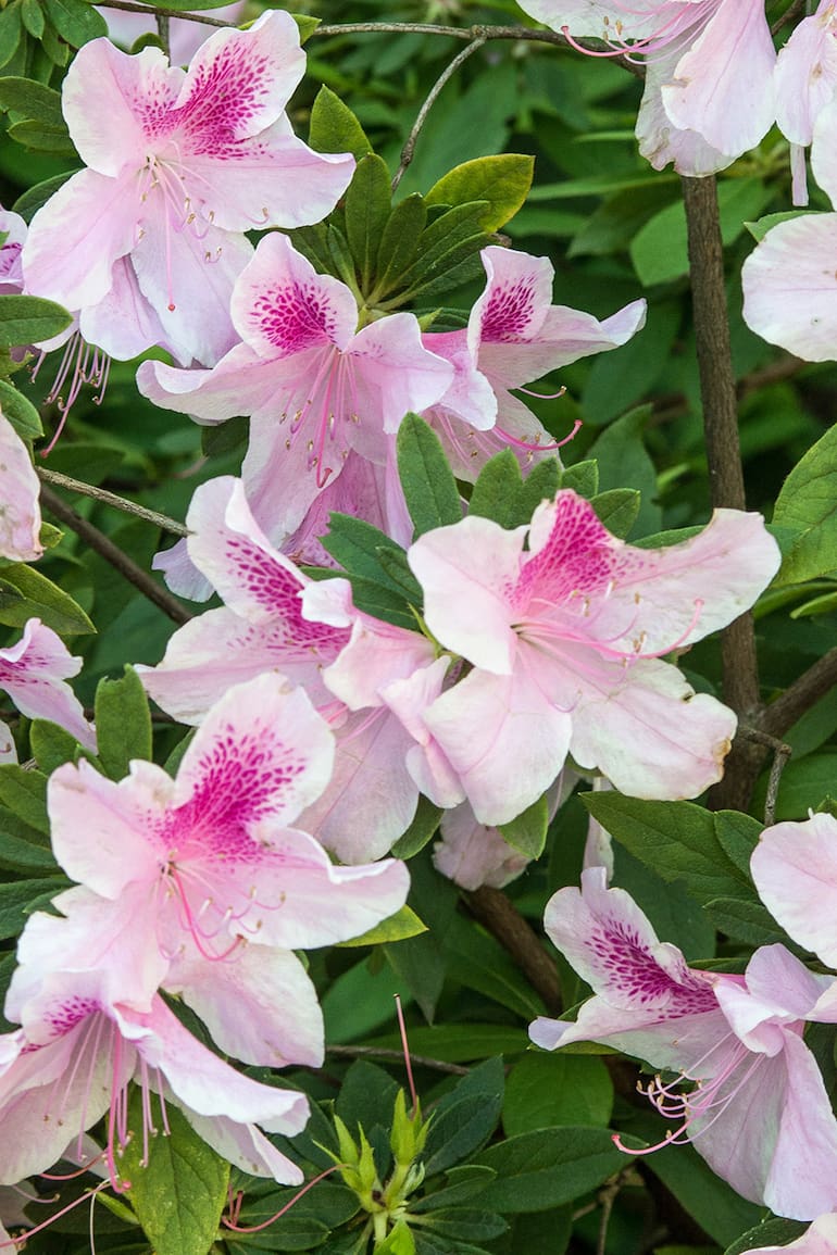Con la llegada de la primavera comienza la etapa de crecimiento activo y es recomendable fertilizar las azaleas