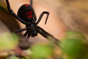 Las arañas más venenosas del mundo están por volver a Texas y Arizona