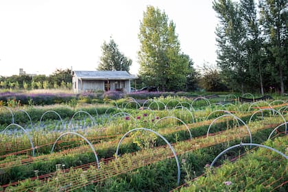 Con la refuncionalización de cada estructura y espacio existente en la granja, asignaron una superficie de producción exterior y otra bajo invernadero en una de las nueve hectáreas del lugar.
