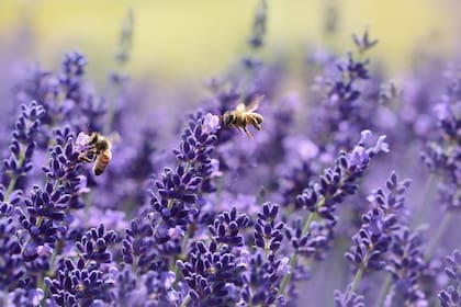 Con las flores de la planta de lavanda trituradas se puede producir un aceite que cuenta con la capacidad de repeler mosquitos