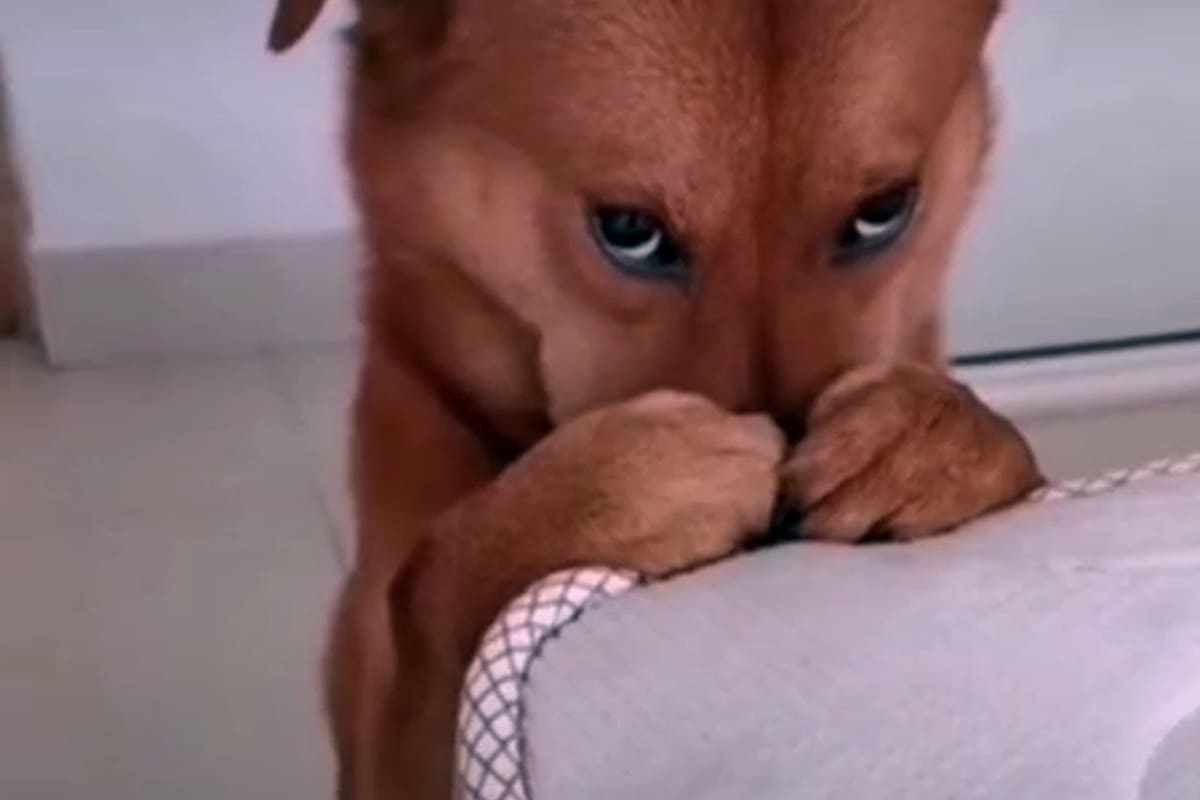 Con las patas delanteras sobre el hocico, esta mascota sí sabe cómo persuadir a su dueño