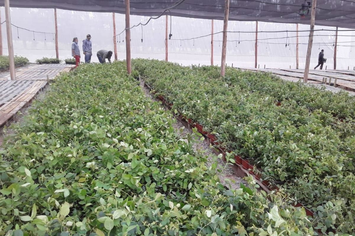 Con las plantas la empresa encara una reconversión