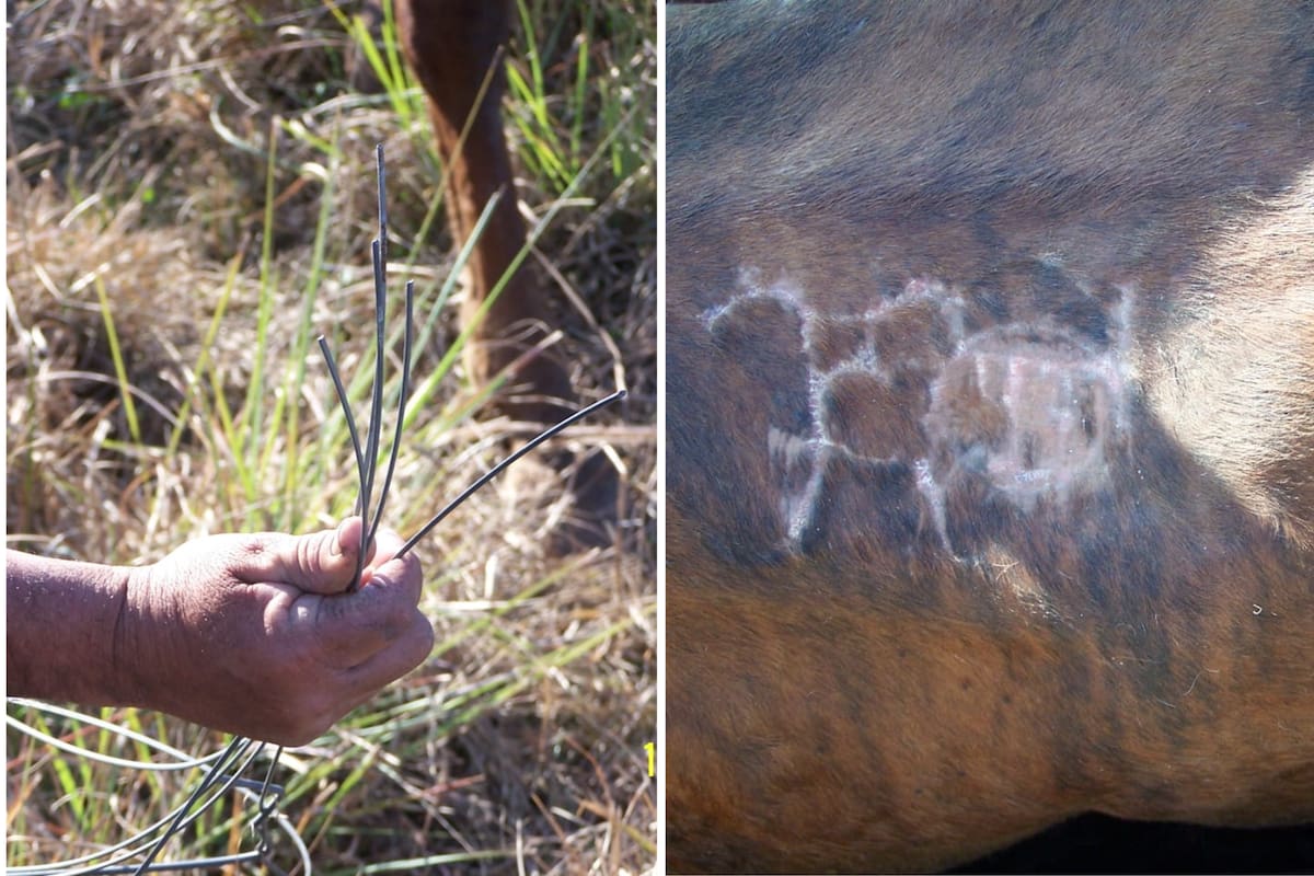 Con los alambres cortados, en el allanamiento policial al campo de Estoup se pudo encontrar 13 vacas origen del fideicomiso que denunció ser afectado