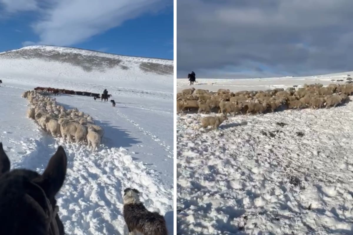 Con los caballos abrían paso para que las ovejas pudieran circular tras las intensas nevadas