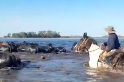 Con los campos bajo agua, los productores trasladan la hacienda a las pocas zonas firmes que quedan para intentar salvarla