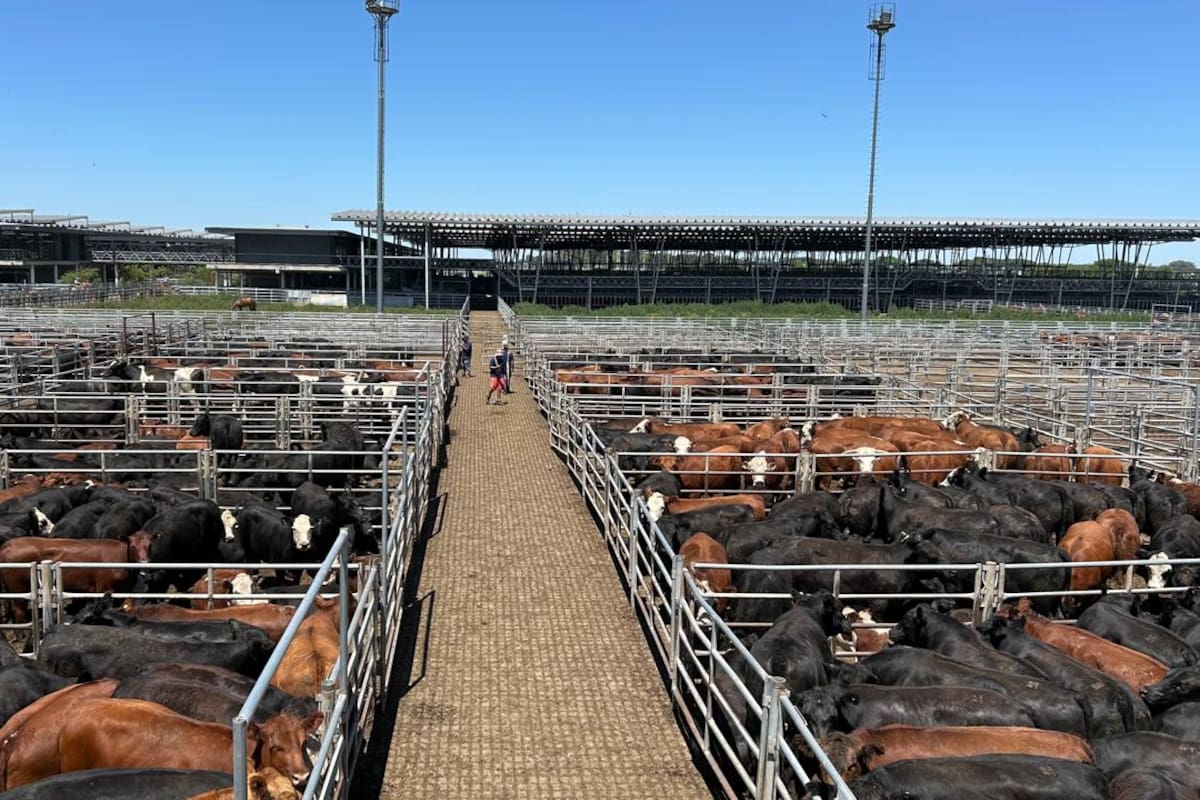 Con los compradores abastecidos, las ventas estuvieron con poca competencia por parte de los operadores de compra y valores con bajas respecto a los registrados en la rueda de ayer en casi todas las categorías y clasificaciones, solo los novillos escaparon a la tendencia bajista