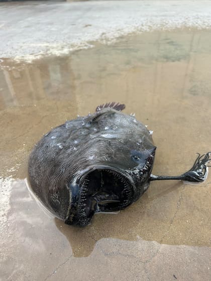 Con los dientes, el pez macho balón se aferra a las hembras
