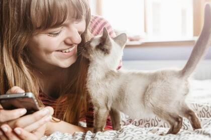 Con los gatos, hay que tener cuidado con la toxoplasmosis