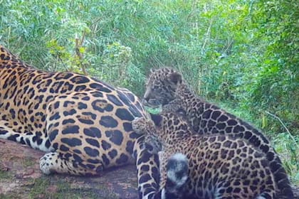 Con los nuevos nacimientos ya son 12 los yaguaretés que viven en libertad