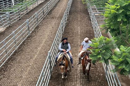 Con los operadores de compra abastecidos, las ventas tuvieron demanda selectiva y precios que variaron según la necesidad y la calidad de cada lote expuesto