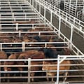 Oferta muy moderada y precios con bajas en el Mercado Agroganadero de Cañuelas