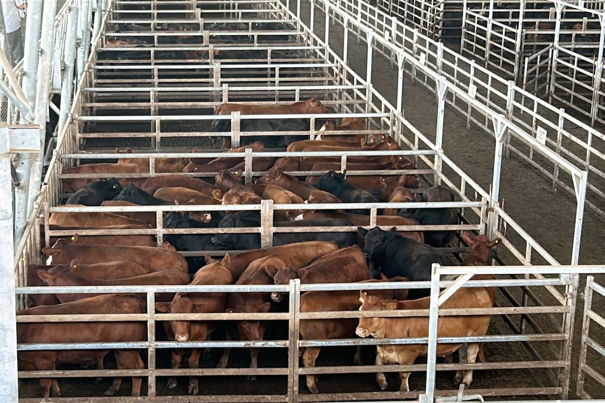 Con los operadores de compra abastecidos, las ventas tuvieron una demanda selectiva y precios que variaron según la necesidad y la calidad de cada lote expuesto