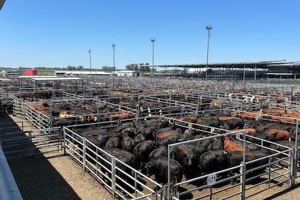 Con los operadores de compra sin apremios, las ventas tuvieron una demanda selectiva y precios con bajas para casi todas las categorías y clasificaciones expuestas; solo los lotes de especial calidad obtuvieron ganancias respecto a los valores de ayer