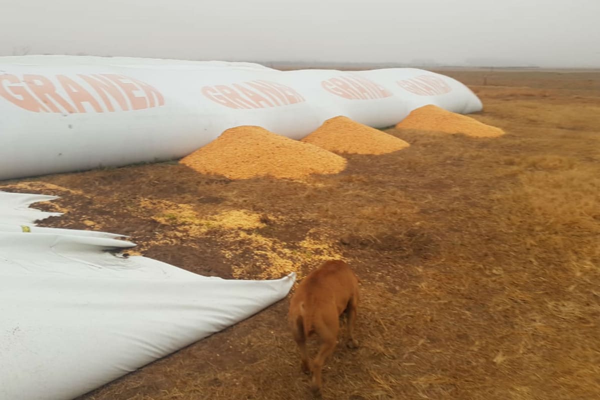 Con los silobolsas rotos en Adelia María ya suman 48 a nivel país en lo que va del año
