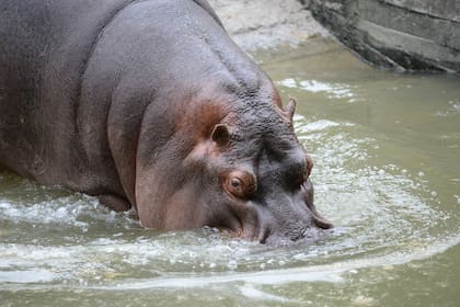 Con Mafalda, la hipopótamo que también reside en el Bioparque de La Plata tuvieron a Felipe, su pequeña cría