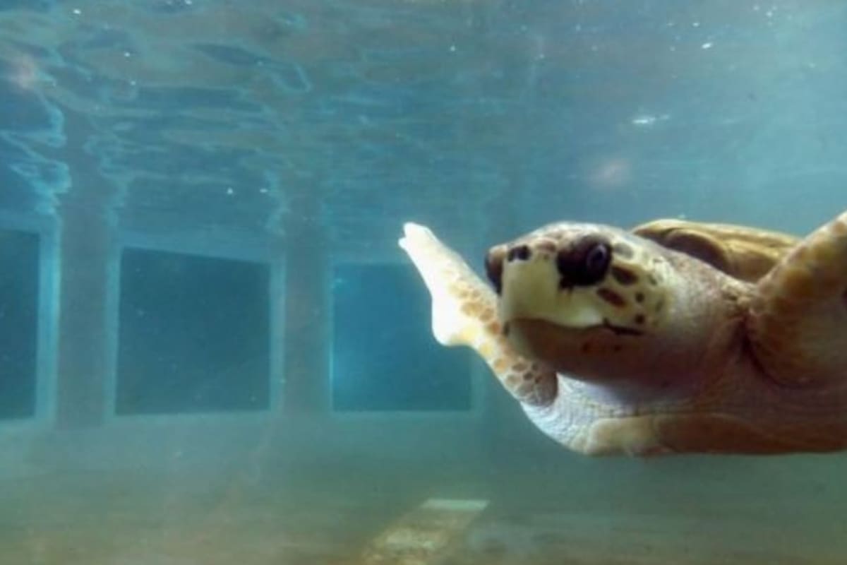 Con más de 100 años de vida, el tortugo Jorge podría ser trasladado a un santuario natural si prospera un habeas corpus presentado en la Justicia por un grupo de abogados ambientalistas