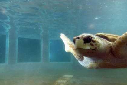 Con más de 100 años de vida, el tortugo Jorge podría ser trasladado a un santuario natural si prospera un habeas corpus presentado en la Justicia por un grupo de abogados ambientalistas.