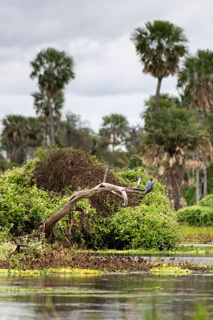 Con más de 300 especies de aves registradas, el humedal es uno de los grandes santuarios de biodiversidad de la Argentina