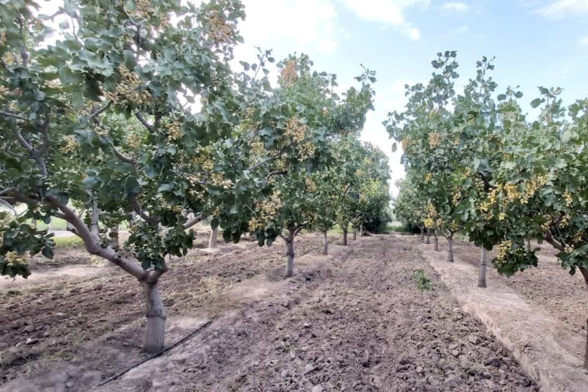 Con más de 3000 hectáreas, en los últimos cinco años se triplicó la superficie implantada en todo el país