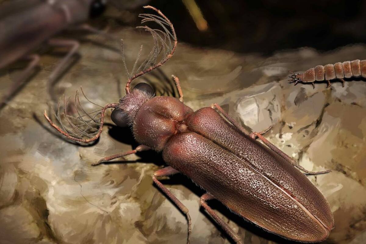 Con más de 3.500 especies descritas, los escarabajos productores de luz son los animales terrestres bioluminiscentes más diversos