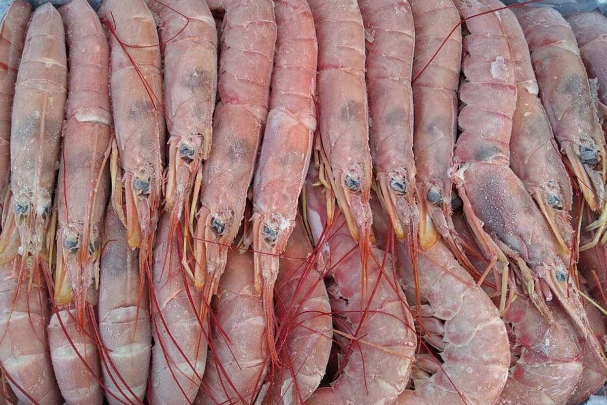 Con más demanda y mejor precio internacional, el langostino corre mejor suerte que la carne y no tiene cupo de exportación