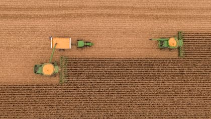 Con mejores precios los productores argentinos se desprendieron del maíz