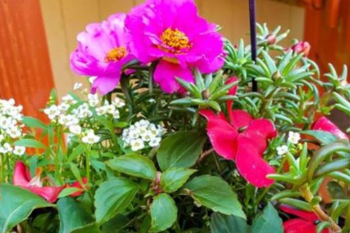 Con mucha agudeza visual se puede resolver el desafío en pocos segundos