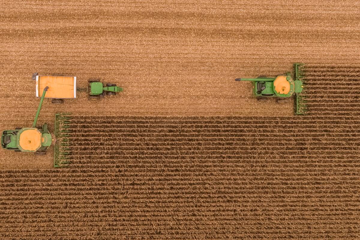 Con muchas dudas y pocas certezas evoluciona la campaña 2024/2025 del maíz en Sudamérica