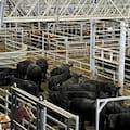 Menor oferta y precios con altibajos en el Mercado Agroganadero de Cañuelas