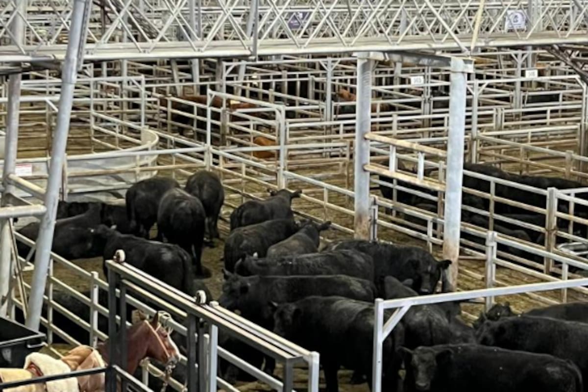 Con operadores de compra abastecidos, las ventas tuvieron una demanda selectiva y precios que variaron según la necesidad y la calidad de cada lote expuesto