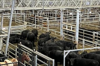 Menor oferta y precios con altibajos en el Mercado Agroganadero de Cañuelas