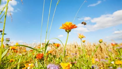 Con pequeños cambios es posible contribuir a la conservación de estos polinizadores