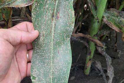 Con pérdidas totales en el NEA, lel pulgón amarillo, una nueva plaga, arrasa el sorgo y avanza en la zona sojera